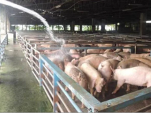 島內非洲豬瘟爆發引食安疑慮 超六成臺網友表示擔心