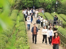 振興路上，南平書寫“三茶統籌”生態答卷
