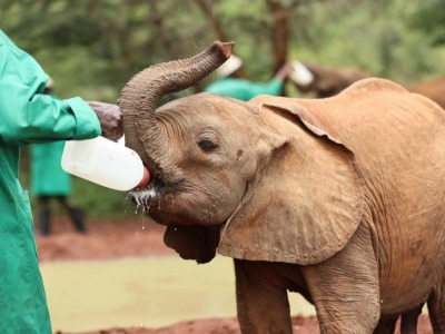 肯尼亞的大象孤兒院