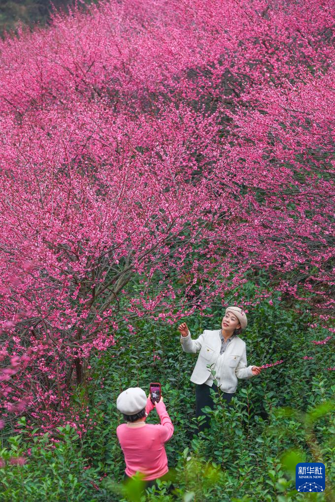 鶯鳴一兩囀，花樹數重開