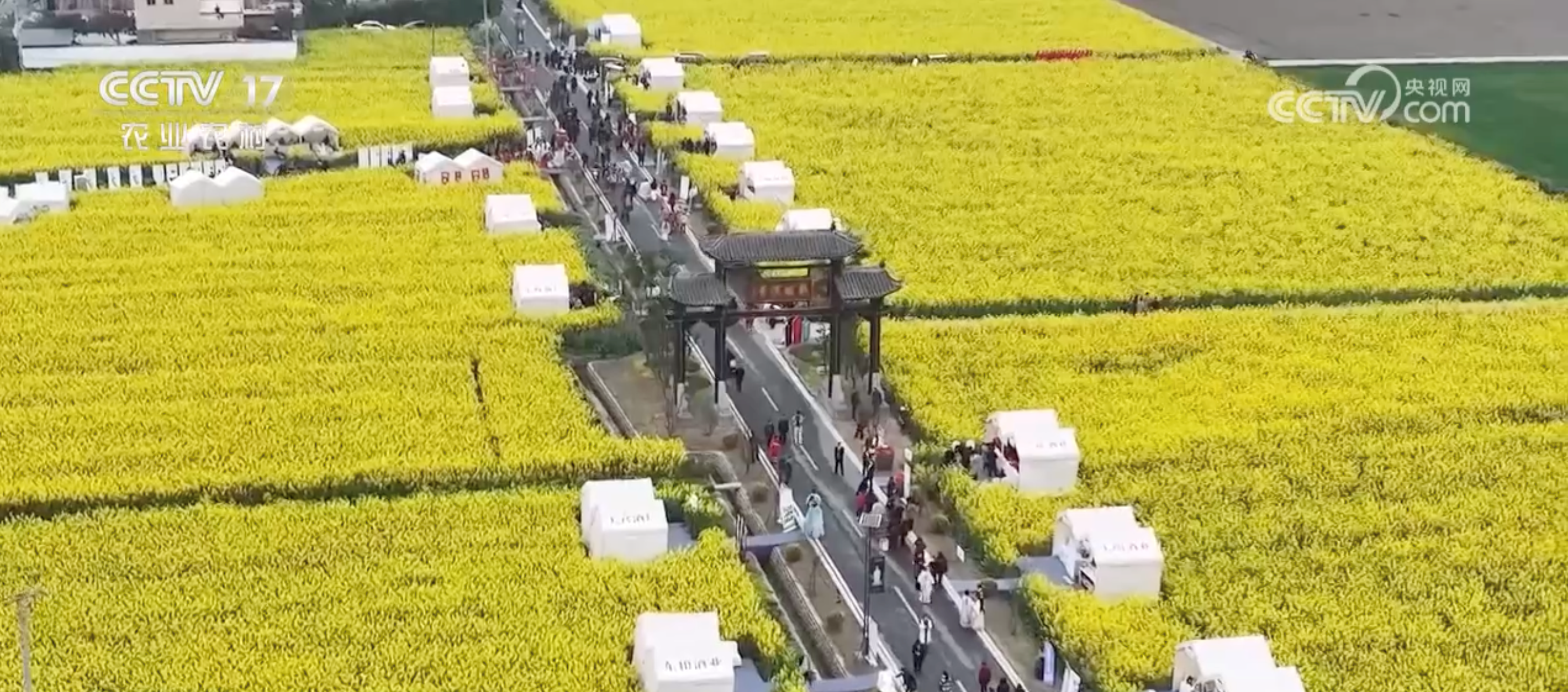 ​走！去看看“菠蘿的海”“花田火鍋”“粉色秘境”