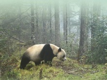 大熊貓野外種群總量增長至近1900隻