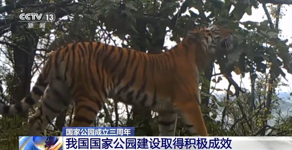 國家公園成立三年 野生動物種群有啥變化？ 一起來看“成績單”→