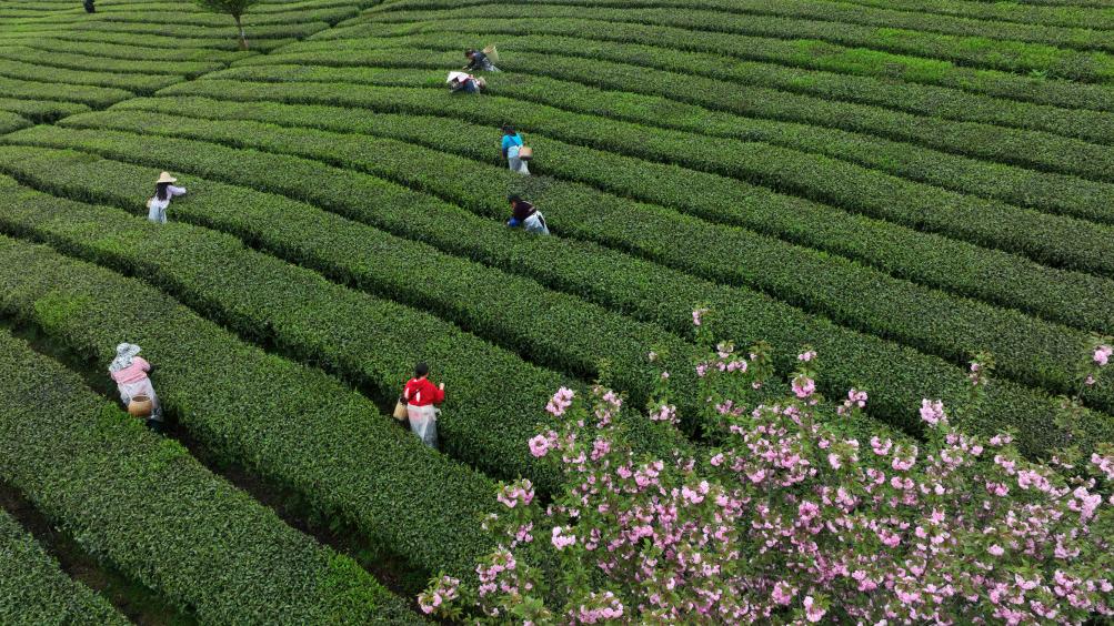 “賞花熱”“採茶遊”“中式風”——清明文旅消費一線新觀察