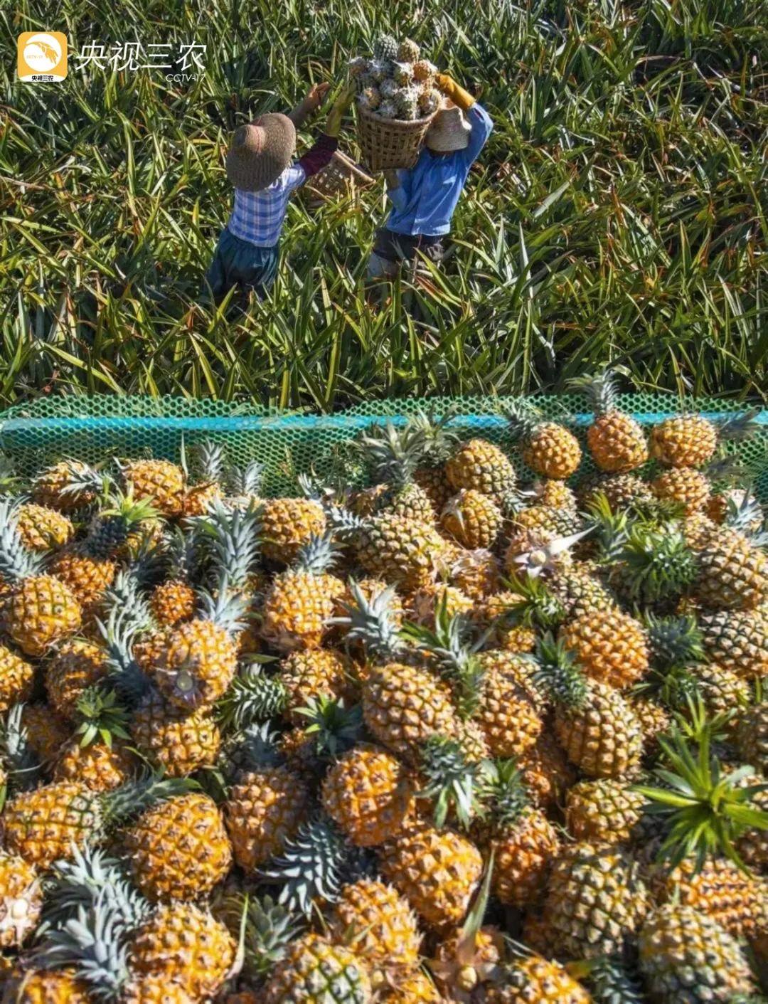 ​走！去看看“菠蘿的海”“花田火鍋”“粉色秘境”