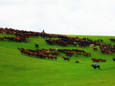 內蒙古新巴爾虎左旗：那達慕大會上千馬奔騰