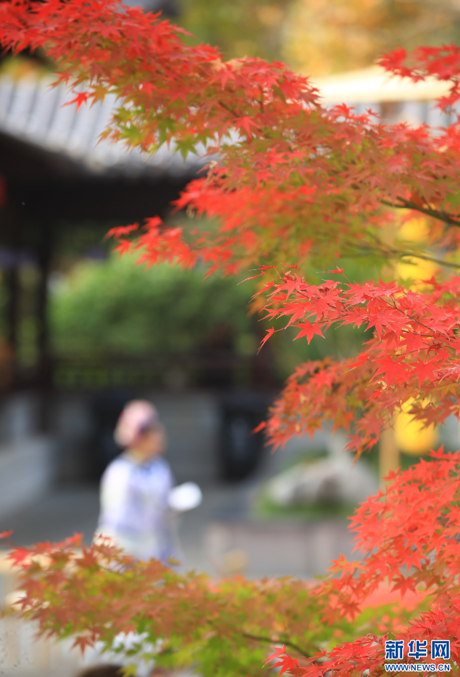 南京棲霞山：賞楓正當時