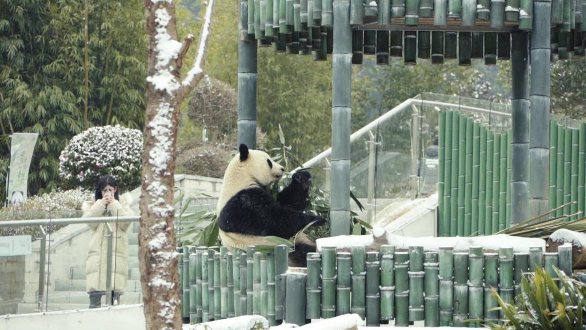 岳陽迎來新年首雪 大熊貓雪中“撒歡”吸引遊客打卡