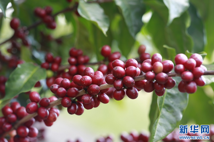 雲南保山：“莊園+”新模式推動咖啡産業與農文旅融合發展