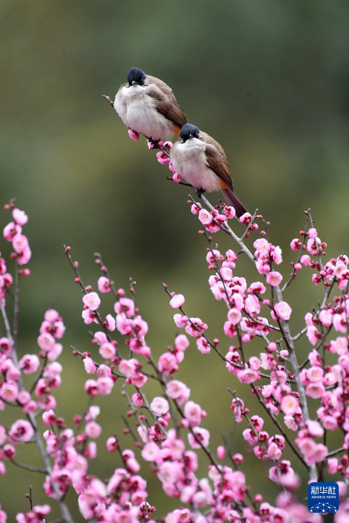 鶯鳴一兩囀，花樹數重開