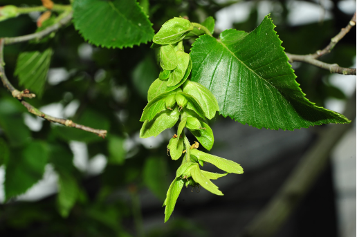 “世界野生動植物日”看中國如何守護“人類的朋友”