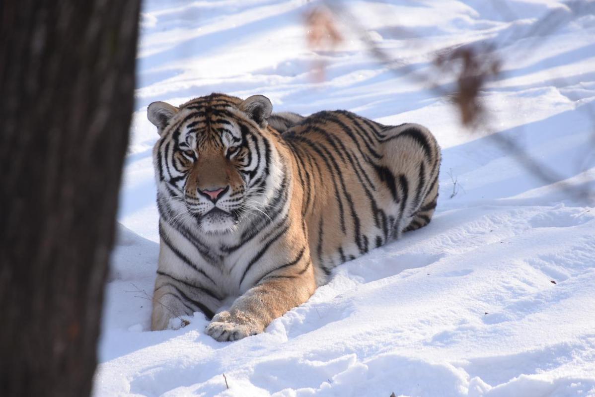 冰雪動物王國迎新年