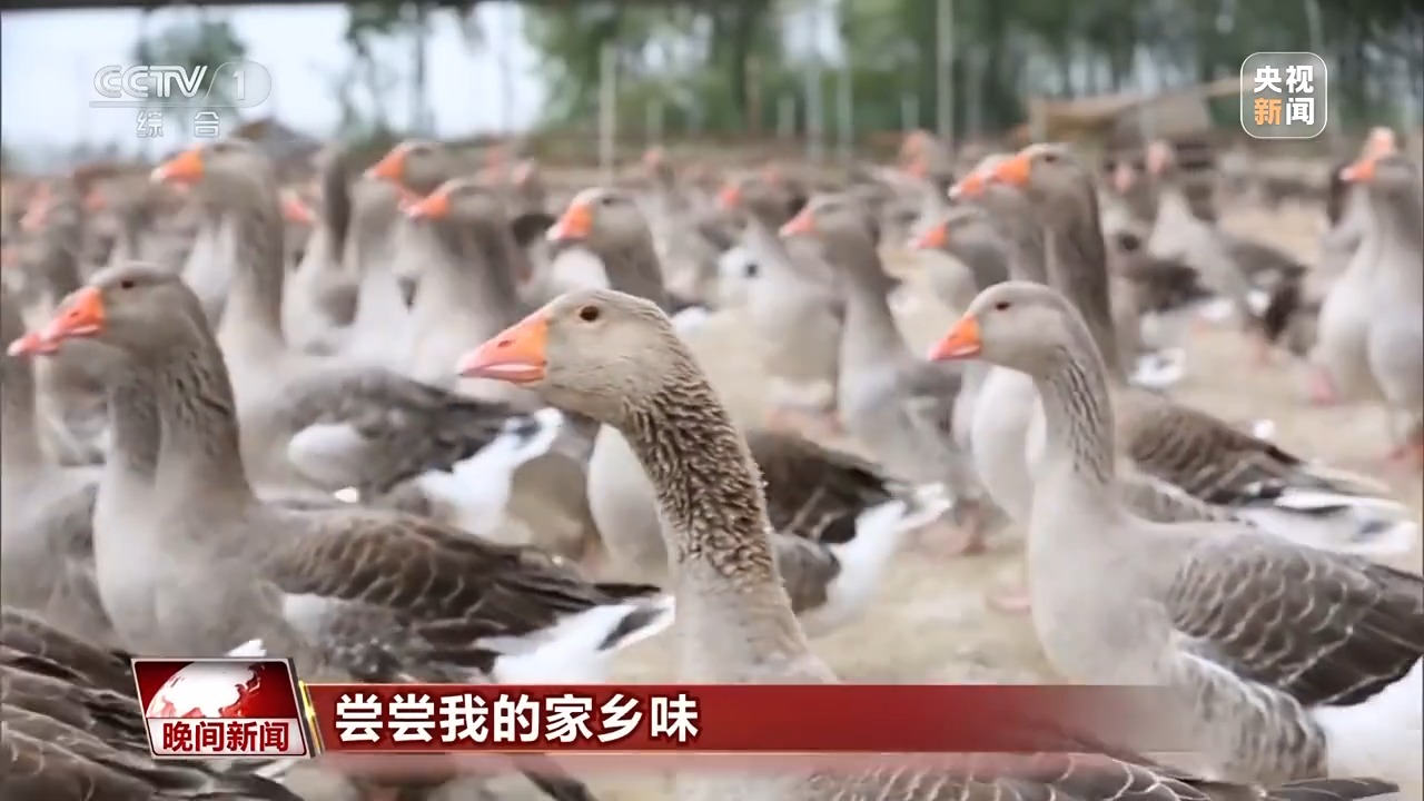 你沒看錯 這個安徽小鎮特産“法式鵝肝” 一起去嘗嘗→