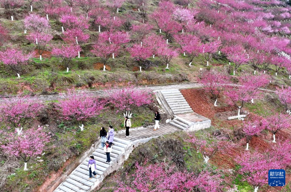 鶯鳴一兩囀，花樹數重開