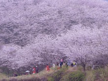 享受春日美景、品嘗“頭春”味道……“春日經濟”活力旺