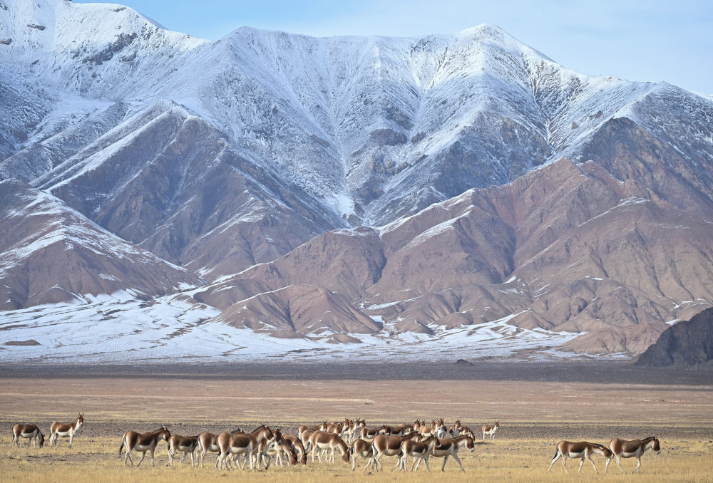 千山萬物棲——新疆阿爾金山生態保護實踐觀察