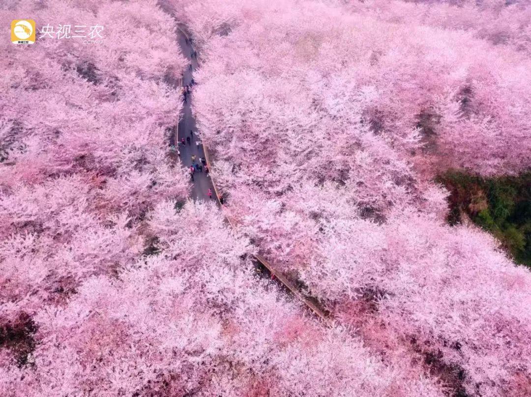 ​走！去看看“菠蘿的海”“花田火鍋”“粉色秘境”