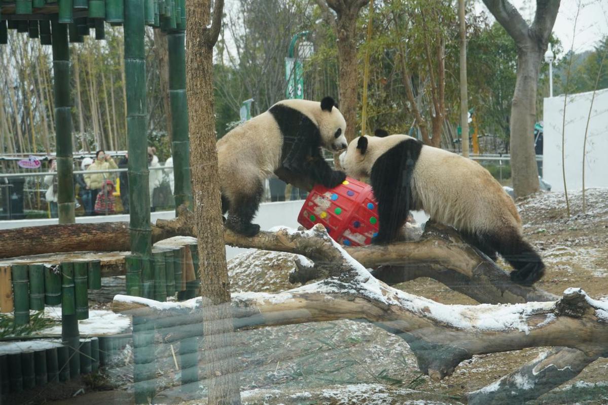 岳陽迎來新年首雪 大熊貓雪中“撒歡”吸引遊客打卡