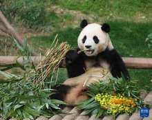 大熊貓“福寶”在韓國最後一次公開亮相