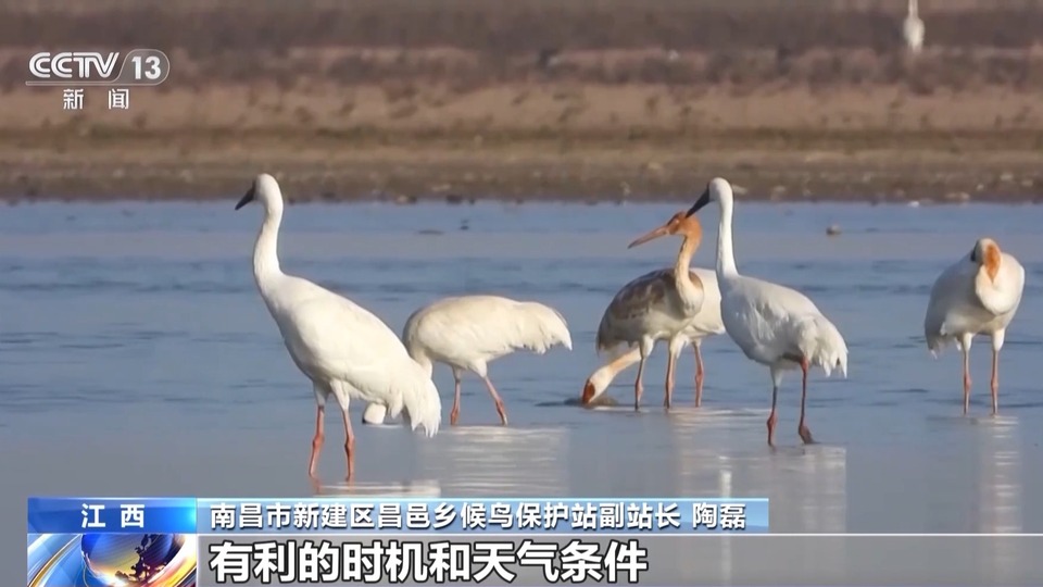 看鄱陽湖候鳥如何在天際畫出“北遷航線”