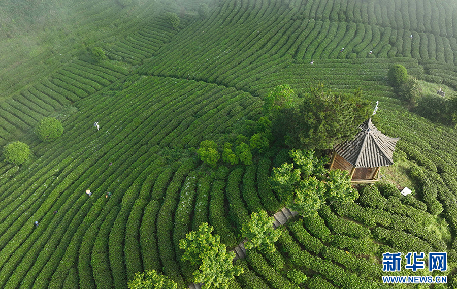 貴州丹寨：立夏時節茶園美