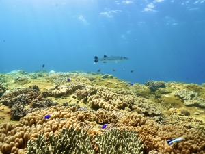 精彩搶先看！海島假日體驗——移植珊瑚篇