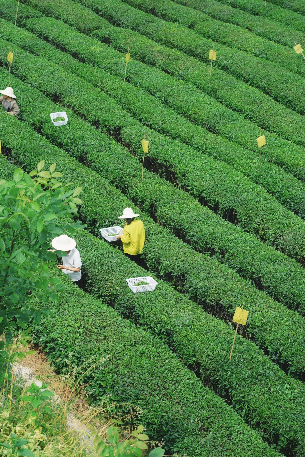 秦巴深處鄉村振興新篇章：唐家灣村繪就綠色富民圖