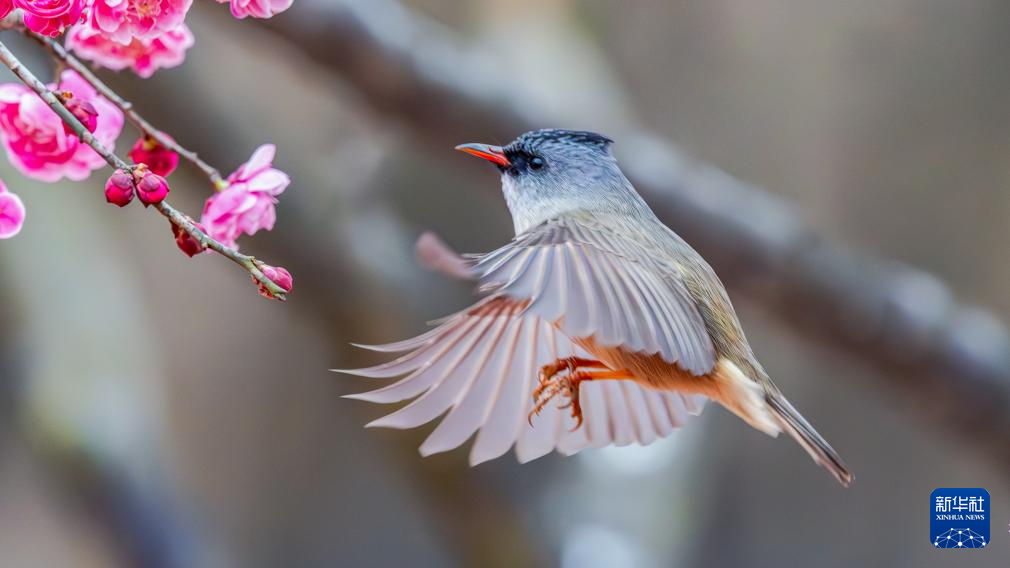 鶯鳴一兩囀，花樹數重開