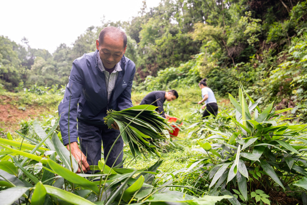 老手藝做成大産業 “粽子村”裏粽飄香