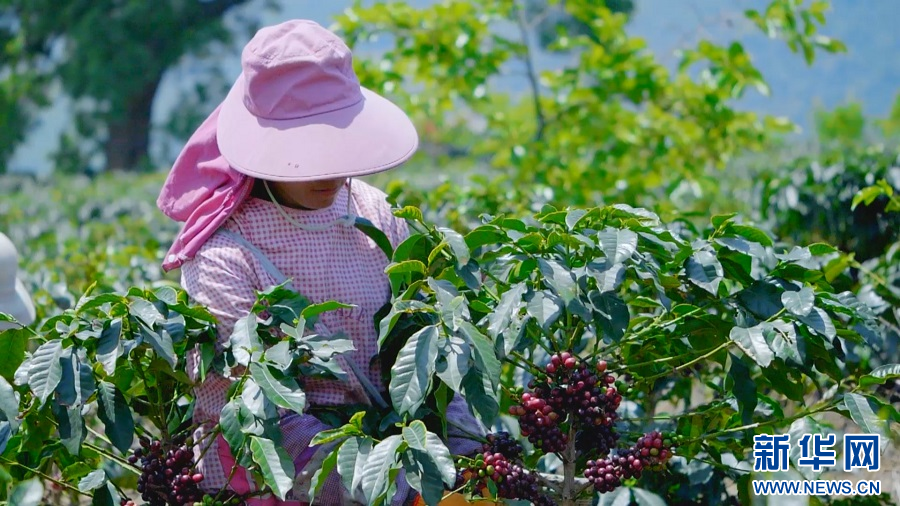 雲南保山：“莊園+”新模式推動咖啡産業與農文旅融合發展
