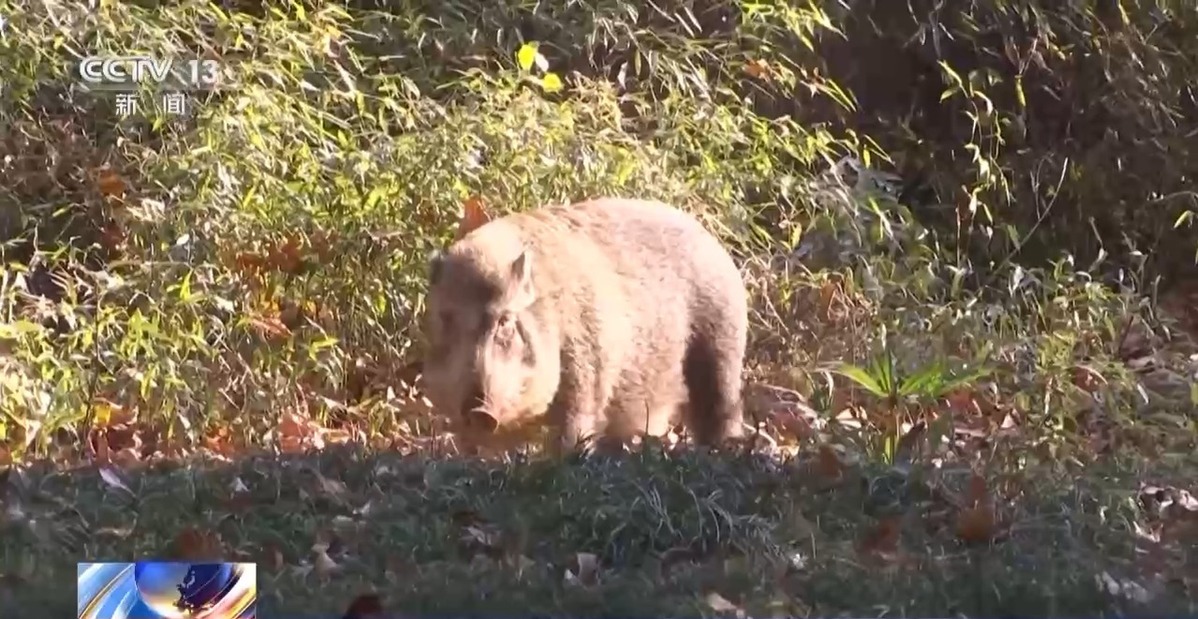 國家公園成立三年 野生動物種群有啥變化？ 一起來看“成績單”→