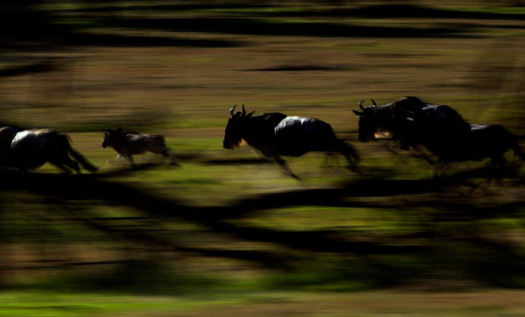 同樣壯美的野生動物大遷徙，從馬塞馬拉到羌塘