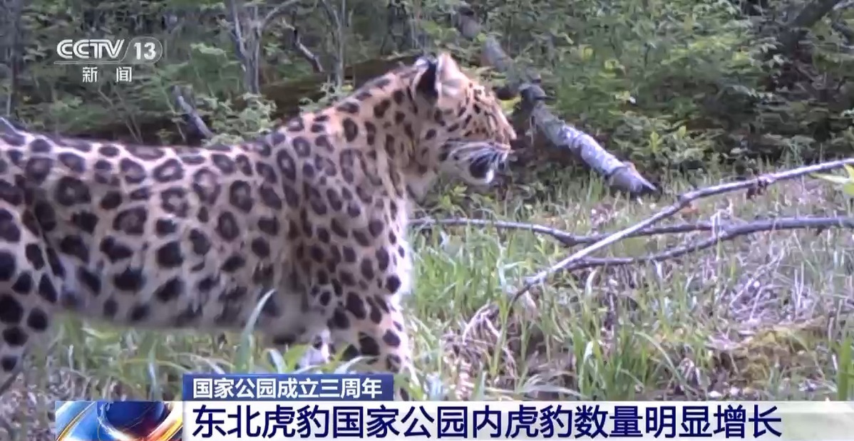 國家公園成立三年 野生動物種群有啥變化？ 一起來看“成績單”→