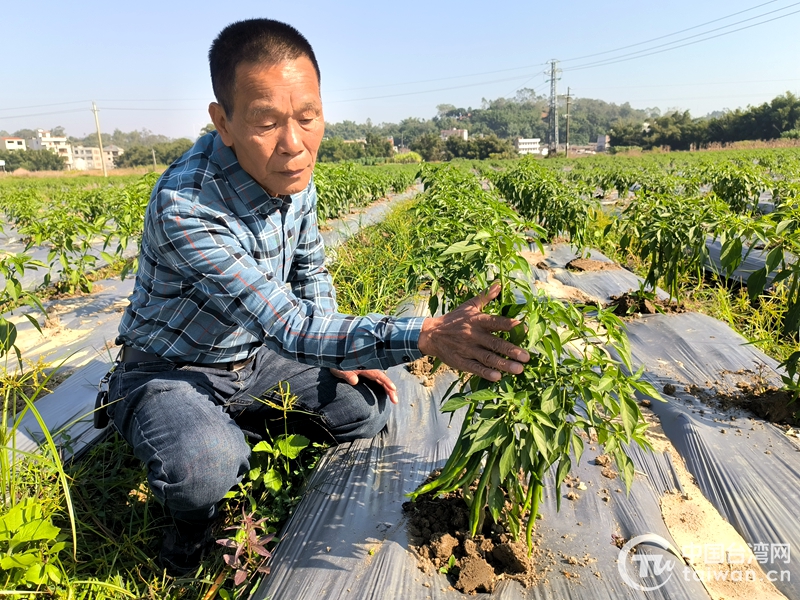 祖國大陸政策好 吸引臺商在桂種植台灣美人椒