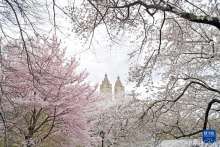 紐約中央公園櫻花盛開