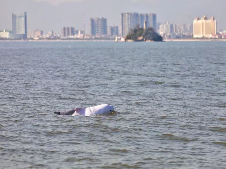 80多只“水上大熊貓”中華白海豚逐浪嬉戲廈門灣