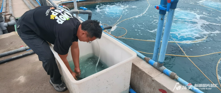 嘗鮮記：沙海養蝦創奇跡