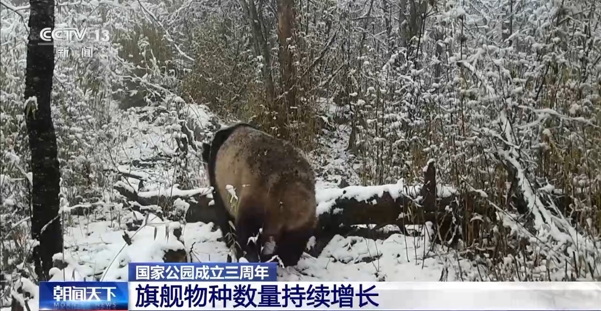 國家公園成立三年 野生動物種群有啥變化？ 一起來看“成績單”→