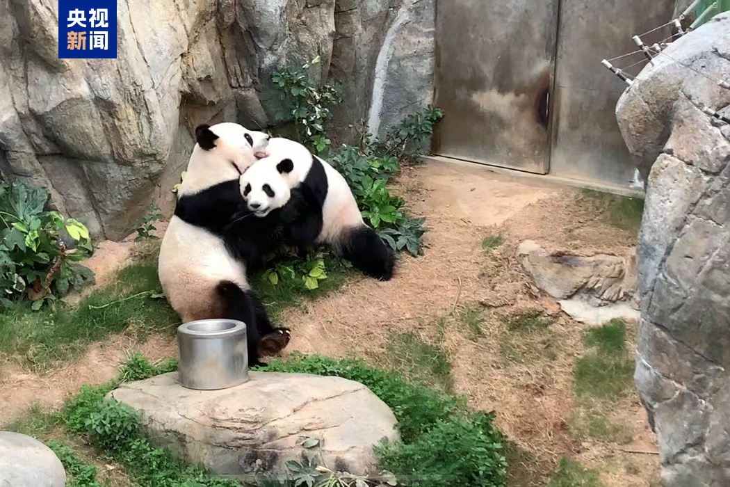 香港首對龍鳳胎大熊貓寶寶出生啦！ “盈盈”“樂樂”喜當父母