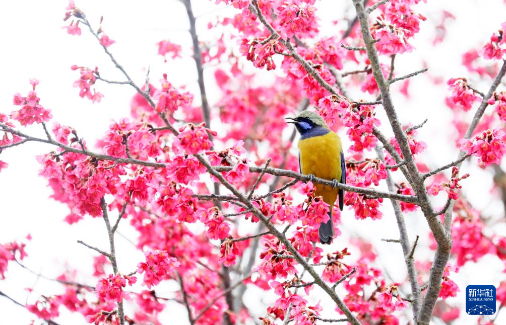 鶯鳴一兩囀，花樹數重開