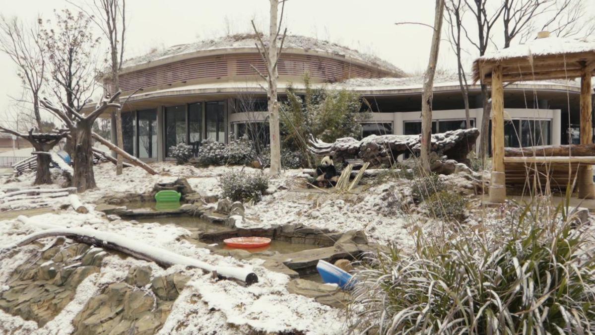 岳陽迎來新年首雪 大熊貓雪中“撒歡”吸引遊客打卡