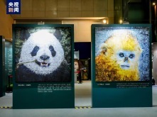 大熊貓國家公園自然教育計劃“雙寶溯源行動”正式啟動