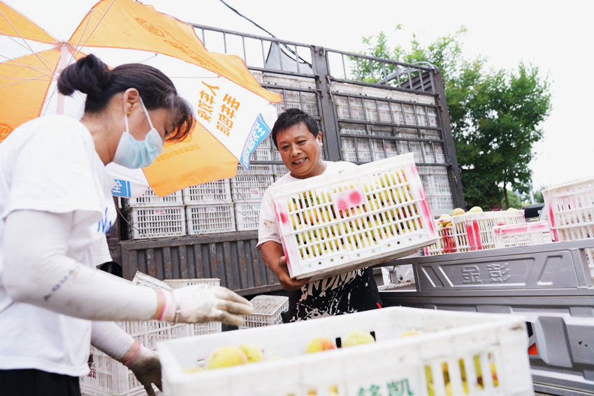 安徽碭山：林地“生金” 繪就“綠富美”新畫卷