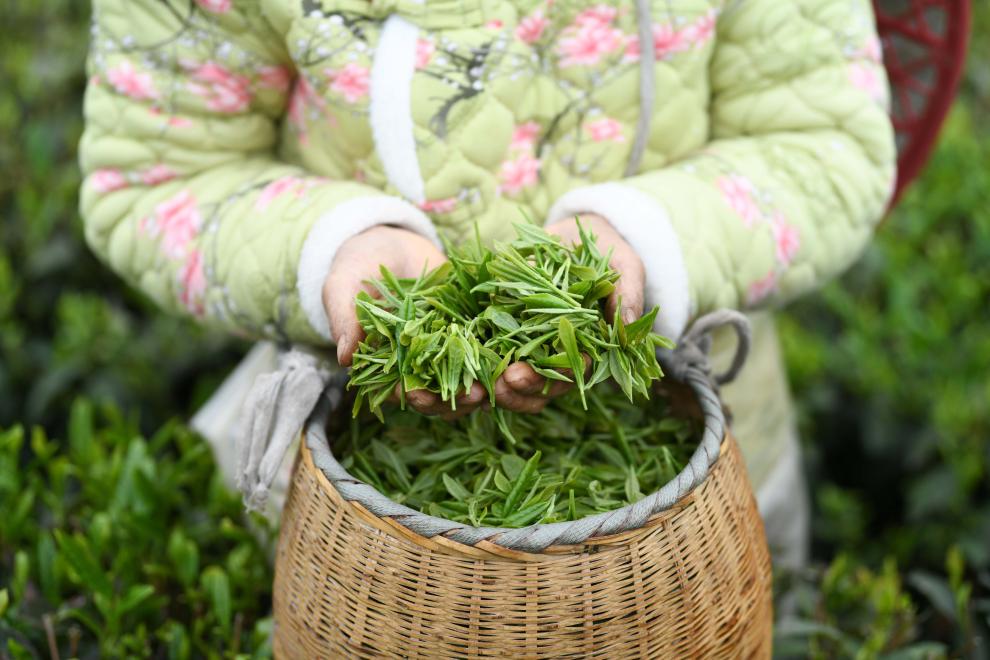 “賞花熱”“採茶遊”“中式風”——清明文旅消費一線新觀察