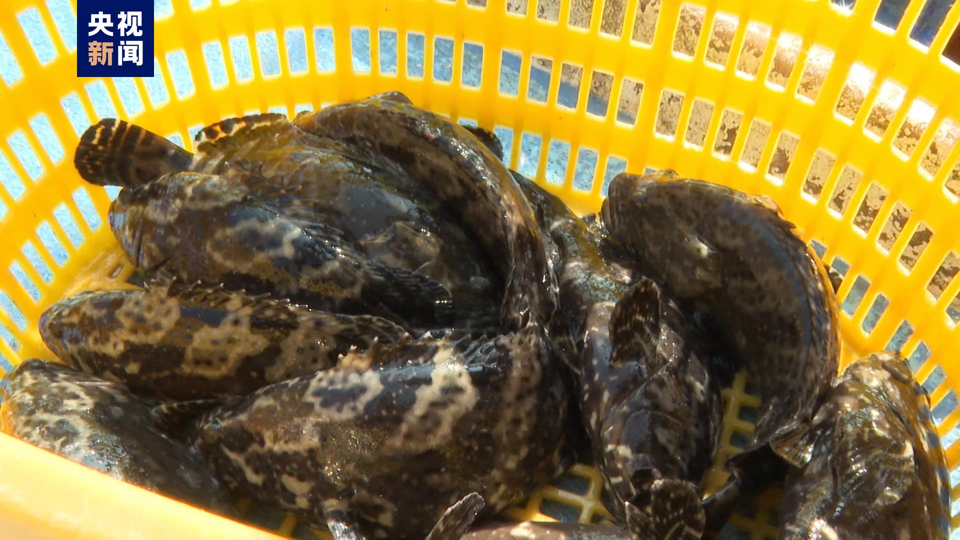 台灣地區石斑魚恢復輸入 首批活魚運抵福建東山港