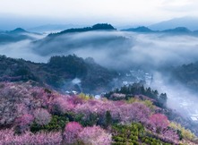 鶯鳴一兩囀，花樹數重開