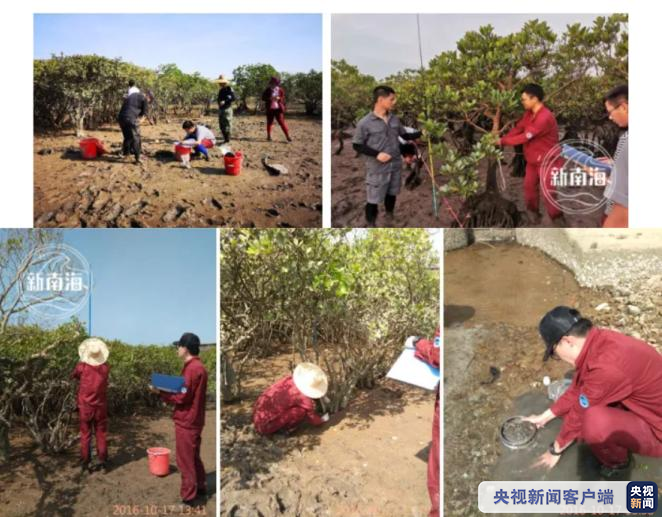 保護紅樹林 “南海人”一直在行動