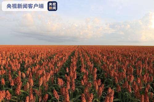 豐收北大荒 中華大糧倉 十大網紅大地號等您來“打卡”