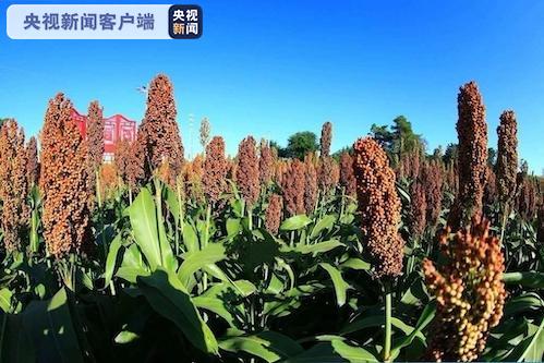 豐收北大荒 中華大糧倉 十大網紅大地號等您來“打卡”