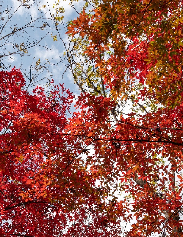 一葉知秋！帶上這份地圖，定制專屬於你的紅葉觀賞地